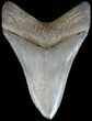 Serrated, Bluish-Tan, Megalodon Tooth - Georgia #49490-2